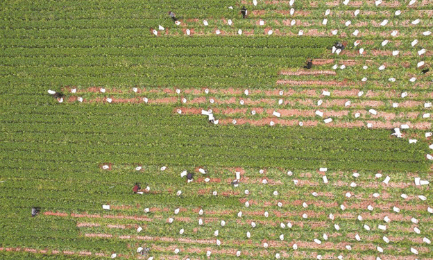 Small Roots, Big Impact: How Gulei’s Carrot Industry is Cultivating Prosperity