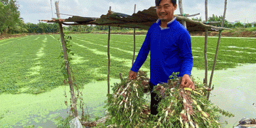 Floating Profits: How Aquatic Mimosa (Rau Nhút) Farming Is Reviving Idle Ponds and Rural Incomes in Vietnam