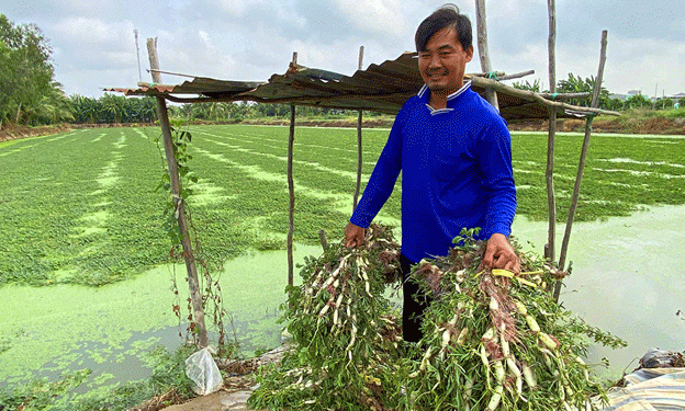 Floating Profits: How Aquatic Mimosa (Rau Nhút) Farming Is Reviving Idle Ponds and Rural Incomes in Vietnam