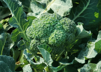 Broccoli and Cauliflower Shortages Loom: How Climate Extremes Are Reshaping UK Vegetable Farming