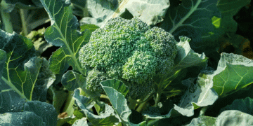 Broccoli and Cauliflower Shortages Loom: How Climate Extremes Are Reshaping UK Vegetable Farming