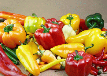 Spain’s Pepper Export Boom: How Almería and Murcia Drove a Historic Record in 2024