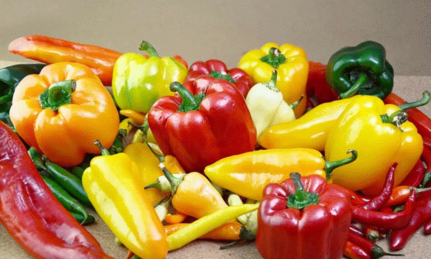 Spain’s Pepper Export Boom: How Almería and Murcia Drove a Historic Record in 2024