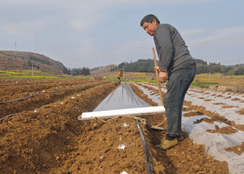 Drip Irrigation Revolution: How Precision Watering is Transforming Tobacco Farming in Drought-Prone Regions