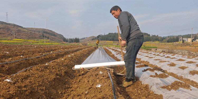 Drip Irrigation Revolution: How Precision Watering is Transforming Tobacco Farming in Drought-Prone Regions