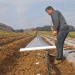 Drip Irrigation Revolution: How Precision Watering is Transforming Tobacco Farming in Drought-Prone Regions