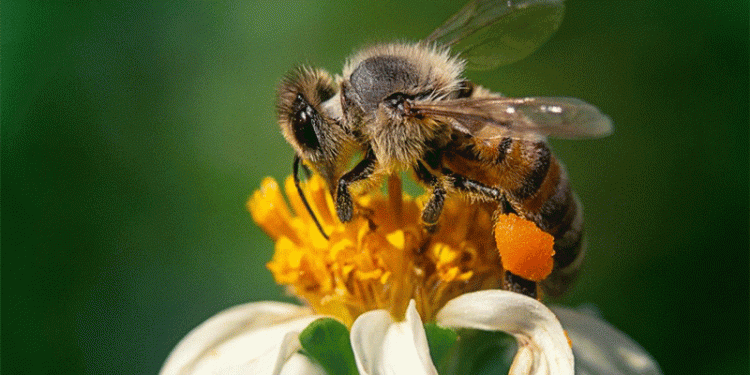 Russian Bumblebees Boost Tomato and Cucumber Yields by 30%: The Rise of Domestic Pollinators in Agriculture