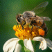 Russian Bumblebees Boost Tomato and Cucumber Yields by 30%: The Rise of Domestic Pollinators in Agriculture