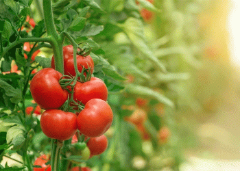 Austria’s Organic Farming Boom: Growth, Challenges, and the Future of Sustainable Agriculture