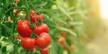 Austria’s Organic Farming Boom: Growth, Challenges, and the Future of Sustainable Agriculture