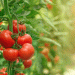 Austria’s Organic Farming Boom: Growth, Challenges, and the Future of Sustainable Agriculture