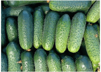 Global Cucumber Market Shifts: Turkey Overtakes Spain as China Dominates Production Value