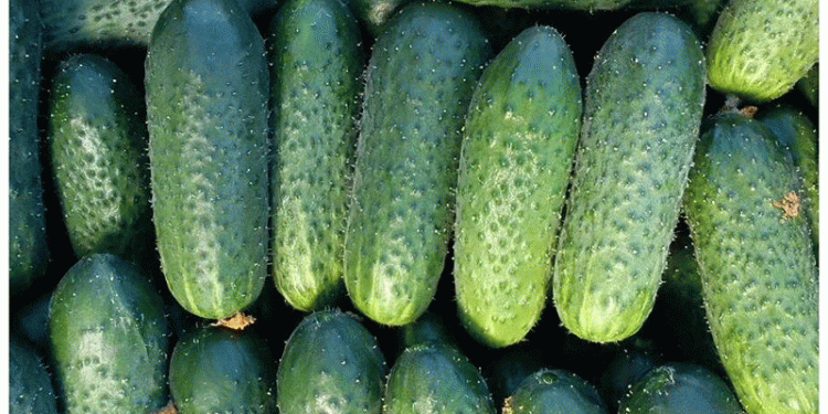 Global Cucumber Market Shifts: Turkey Overtakes Spain as China Dominates Production Value