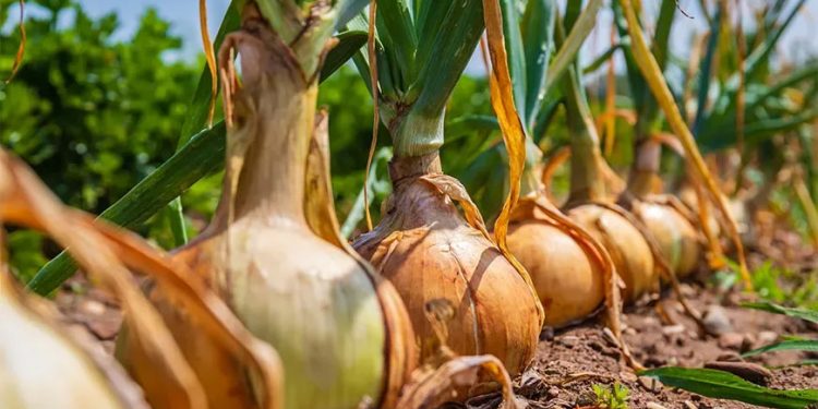 Austrian Onion Market Update: Final 2024 Yellow Onions Sold Out – What’s Next for Farmers and Buyers?