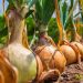 Austrian Onion Market Update: Final 2024 Yellow Onions Sold Out – What’s Next for Farmers and Buyers?