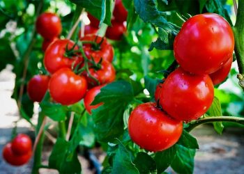 Title: “Market Volatility in European Produce: How Quality and Supply Shifts Are Reshaping Prices”