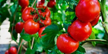 Title: “Market Volatility in European Produce: How Quality and Supply Shifts Are Reshaping Prices”