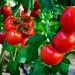 Title: “Market Volatility in European Produce: How Quality and Supply Shifts Are Reshaping Prices”