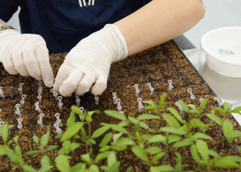 Volgograd Region Boosts Vegetable Production: Record Harvests and Expanding Farmlands