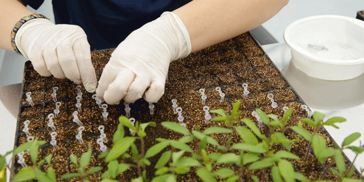 Volgograd Region Boosts Vegetable Production: Record Harvests and Expanding Farmlands