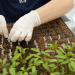 Volgograd Region Boosts Vegetable Production: Record Harvests and Expanding Farmlands