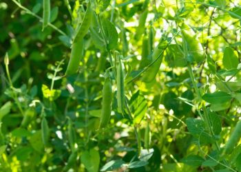 High-Residue Cover Cropping: A Viable Alternative to Plastic Mulch for Organic Vegetable Growers?