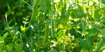 High-Residue Cover Cropping: A Viable Alternative to Plastic Mulch for Organic Vegetable Growers?