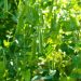 High-Residue Cover Cropping: A Viable Alternative to Plastic Mulch for Organic Vegetable Growers?