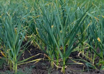 Garlic from Córdoba Defies Challenges: Higher Yields Expected Despite Water Scarcity and Reduced Acreage