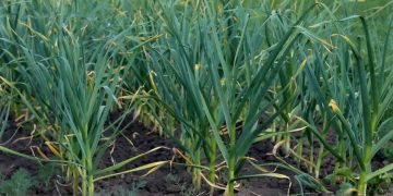 Garlic from Córdoba Defies Challenges: Higher Yields Expected Despite Water Scarcity and Reduced Acreage