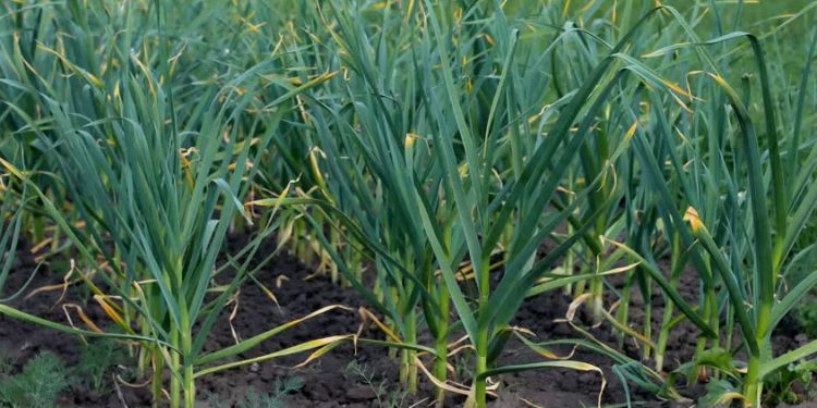 Garlic from Córdoba Defies Challenges: Higher Yields Expected Despite Water Scarcity and Reduced Acreage