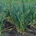 Garlic from Córdoba Defies Challenges: Higher Yields Expected Despite Water Scarcity and Reduced Acreage