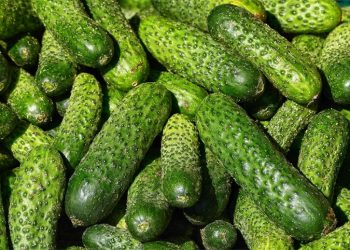 15 High-Performance Organic Vegetable Varieties for Year-Round Success – Backed by Science