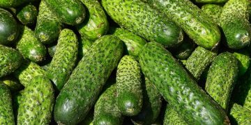 15 High-Performance Organic Vegetable Varieties for Year-Round Success – Backed by Science