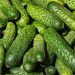 15 High-Performance Organic Vegetable Varieties for Year-Round Success – Backed by Science