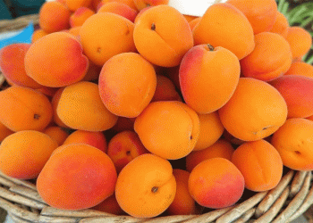 European Apricot Harvest 2025: A 10% Decline Amid Climate Challenges – What Farmers Need to Know