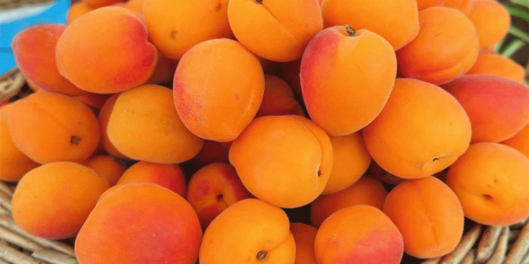 European Apricot Harvest 2025: A 10% Decline Amid Climate Challenges – What Farmers Need to Know