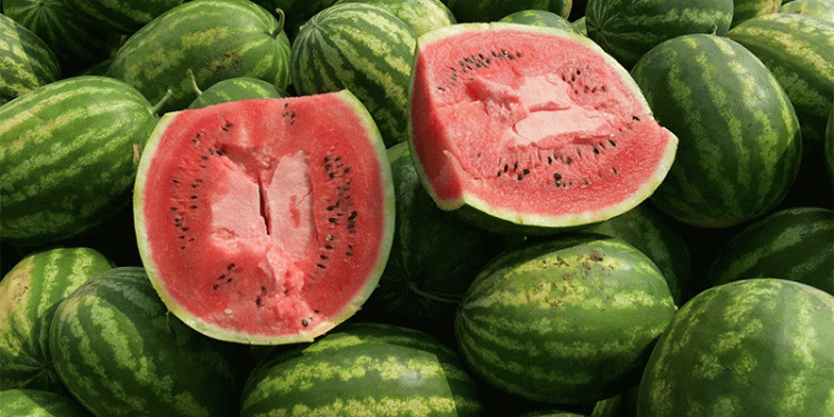 Strong Prices for Almería Melons and Watermelons: Market Trends and Seasonal Insights for 2025