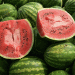 Strong Prices for Almería Melons and Watermelons: Market Trends and Seasonal Insights for 2025