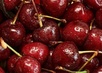 Swiss Cherry Harvest 2024: High Yields, Better Quality, and Market Challenges