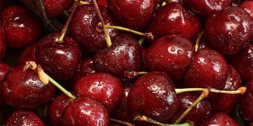 Swiss Cherry Harvest 2024: High Yields, Better Quality, and Market Challenges