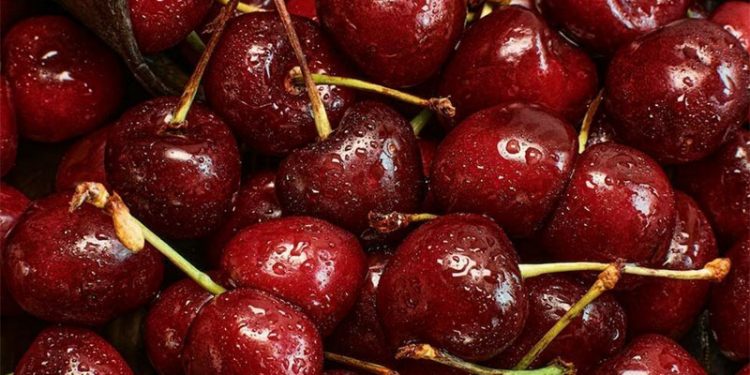Swiss Cherry Harvest 2024: High Yields, Better Quality, and Market Challenges