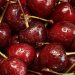 Swiss Cherry Harvest 2024: High Yields, Better Quality, and Market Challenges