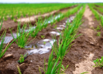 Boosting Salad and Green Onion Production: How ‘Belaya Dacha’ is Scaling Up in Astrakhan Region