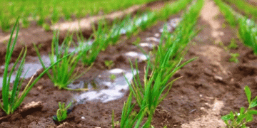 Boosting Salad and Green Onion Production: How ‘Belaya Dacha’ is Scaling Up in Astrakhan Region