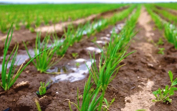 Boosting Salad and Green Onion Production: How ‘Belaya Dacha’ is Scaling Up in Astrakhan Region