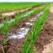 Boosting Salad and Green Onion Production: How ‘Belaya Dacha’ is Scaling Up in Astrakhan Region