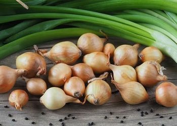 Garlic Prices Dip, Onion Prices Surge: What Spanish Farmers and Agribusinesses Need to Know in 2025