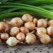Garlic Prices Dip, Onion Prices Surge: What Spanish Farmers and Agribusinesses Need to Know in 2025