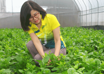 Organic Vegetable Farming: A Profitable and Sustainable Business Model for Modern Agriculture